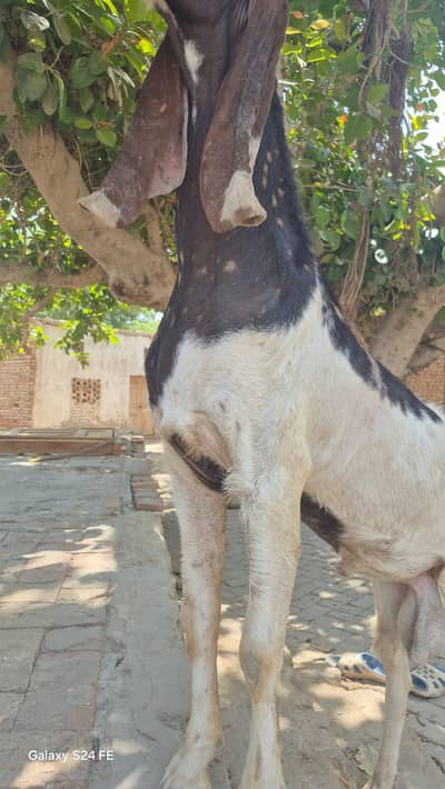 haidrabad nawabshahi ajrak goat اصل نواب شاہی اجرک بکرا