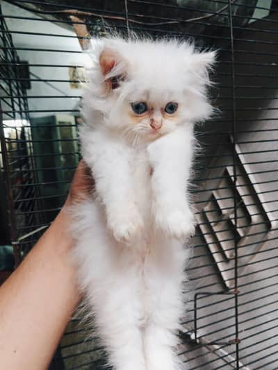 4ro 1 Sath he krna ha sale solo ni per each 9k Bina bahs k 03288006301