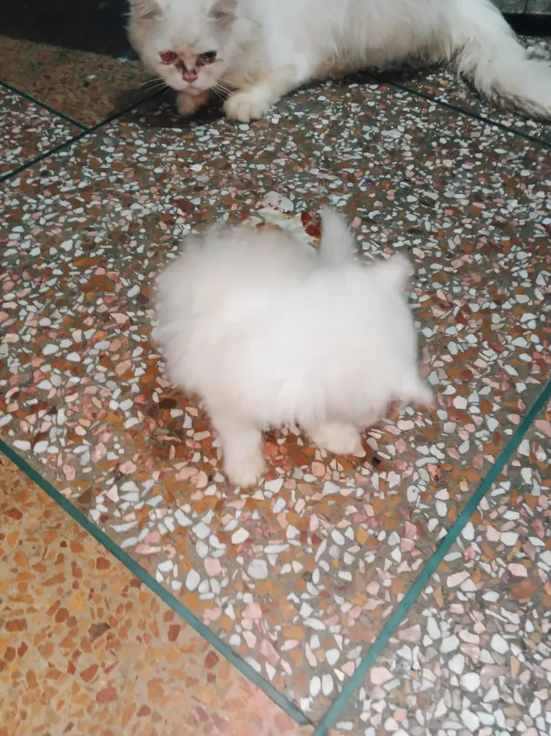 4ro 1 Sath he krna ha sale solo ni per each 9k Bina bahs k 03288006301 — photo 2