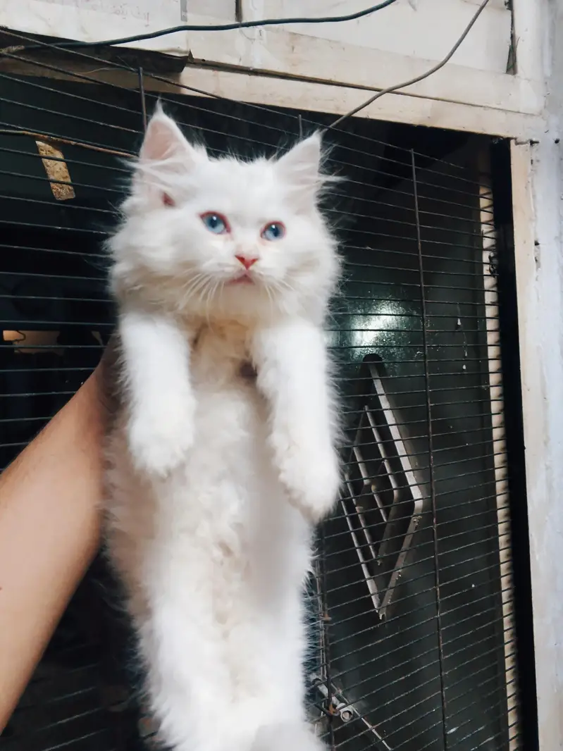 4ro 1 Sath he krna ha sale solo ni per each 9k Bina bahs k 03288006301 — photo 3