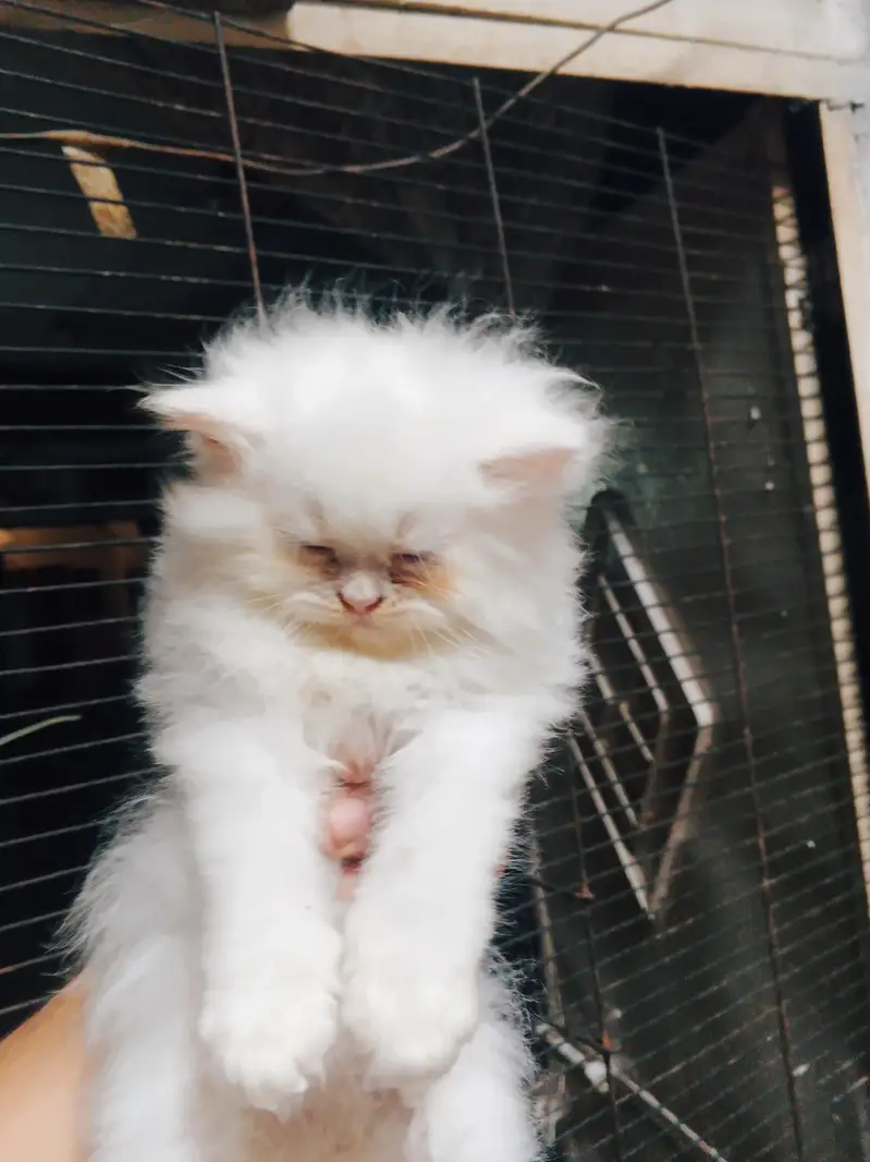 4ro 1 Sath he krna ha sale solo ni per each 9k Bina bahs k 03288006301 — photo 4