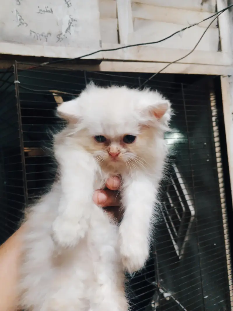 4ro 1 Sath he krna ha sale solo ni per each 9k Bina bahs k 03288006301 — photo 8