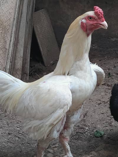 White Aseel