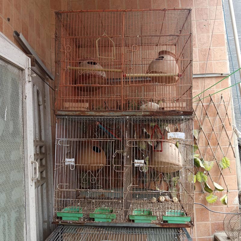 cages 1