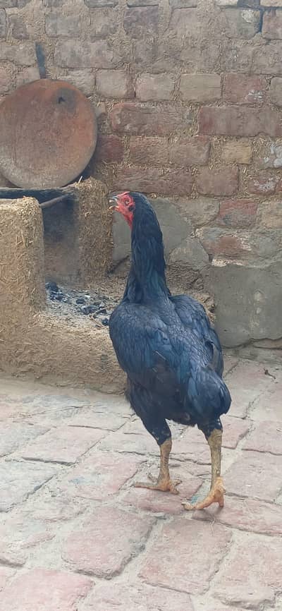 pure aseel morge dubal had ki ready for laying eggs