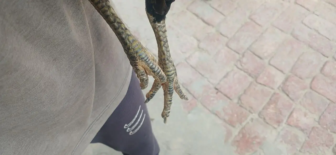 pure aseel morge dubal had ki ready for laying eggs — photo 3