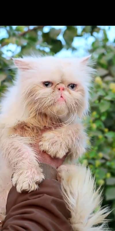 Piki male cat for sale