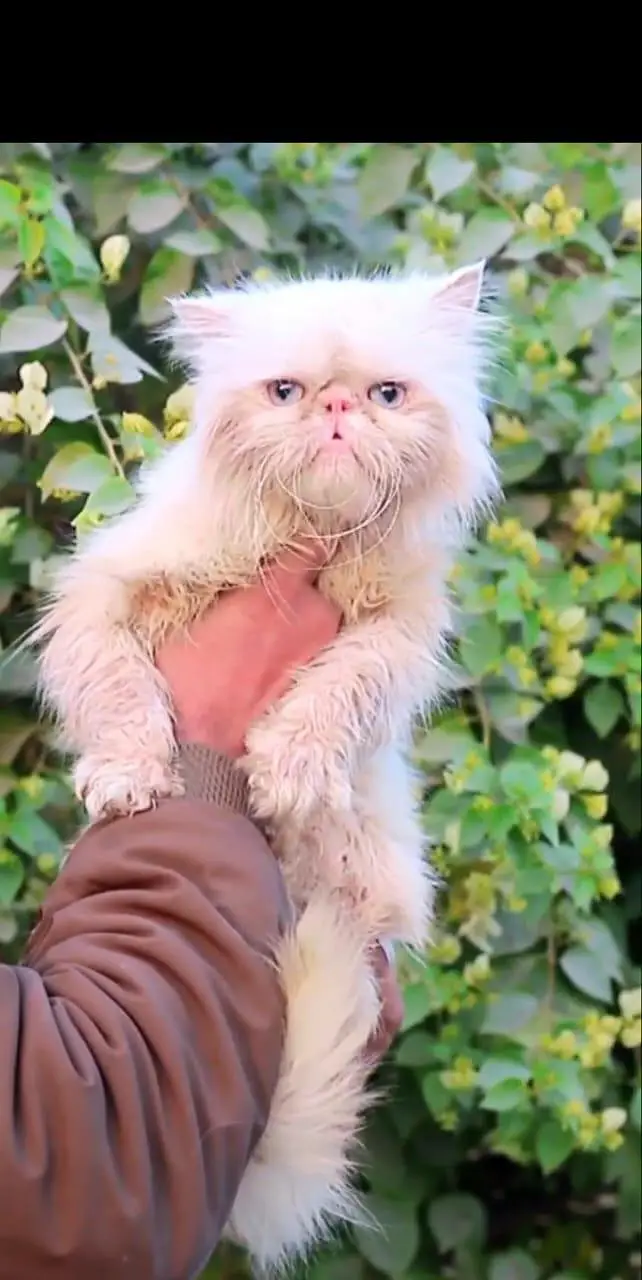 Piki male cat for sale — photo 2