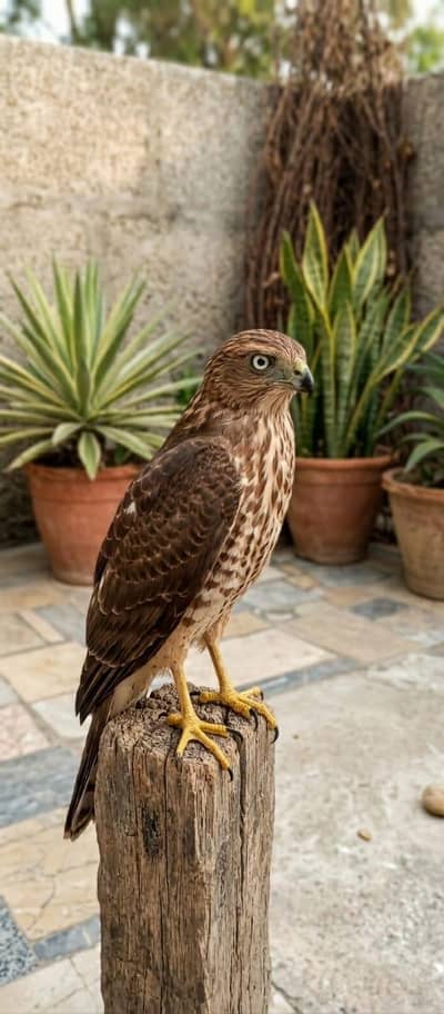 45000 price falcon/shaheen