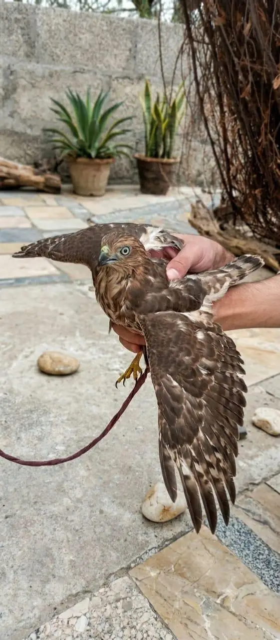 45000 price falcon/shaheen — photo 2