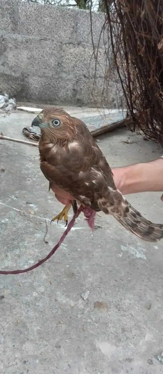 45000 price falcon/shaheen — photo 4