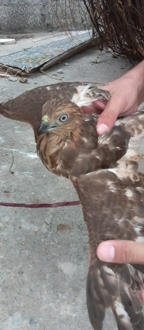 45000 price falcon/shaheen — photo 5