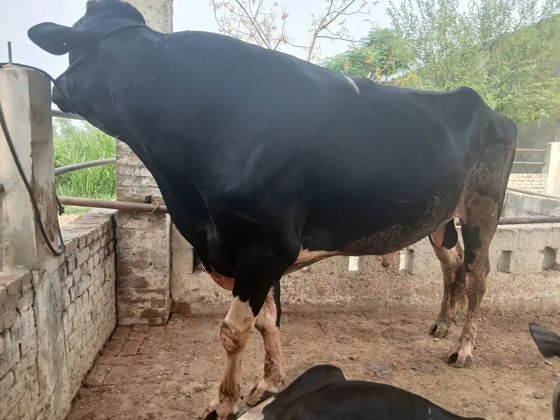 Duch Bull For Sale