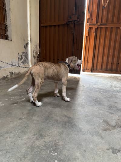 Pitbull bully cross puppy male for sale