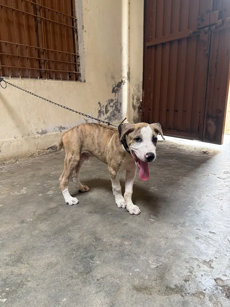 Pitbull bully cross puppy male for sale — photo 2