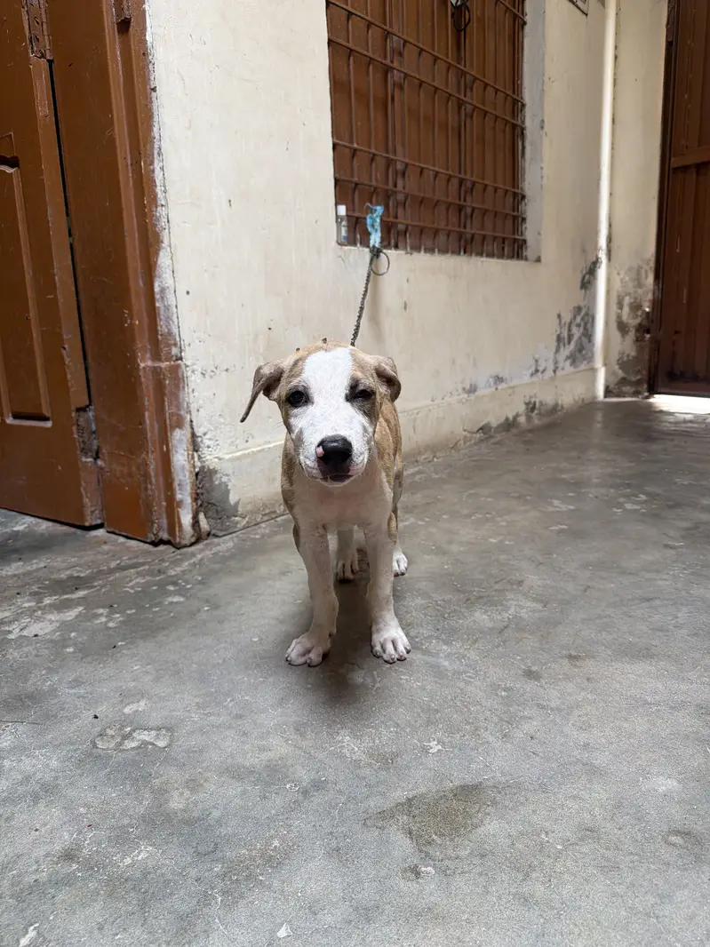 Pitbull bully cross puppy male for sale — photo 3