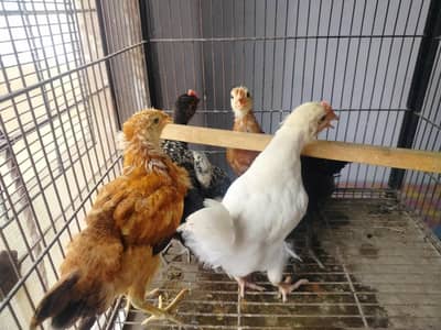dasi hens