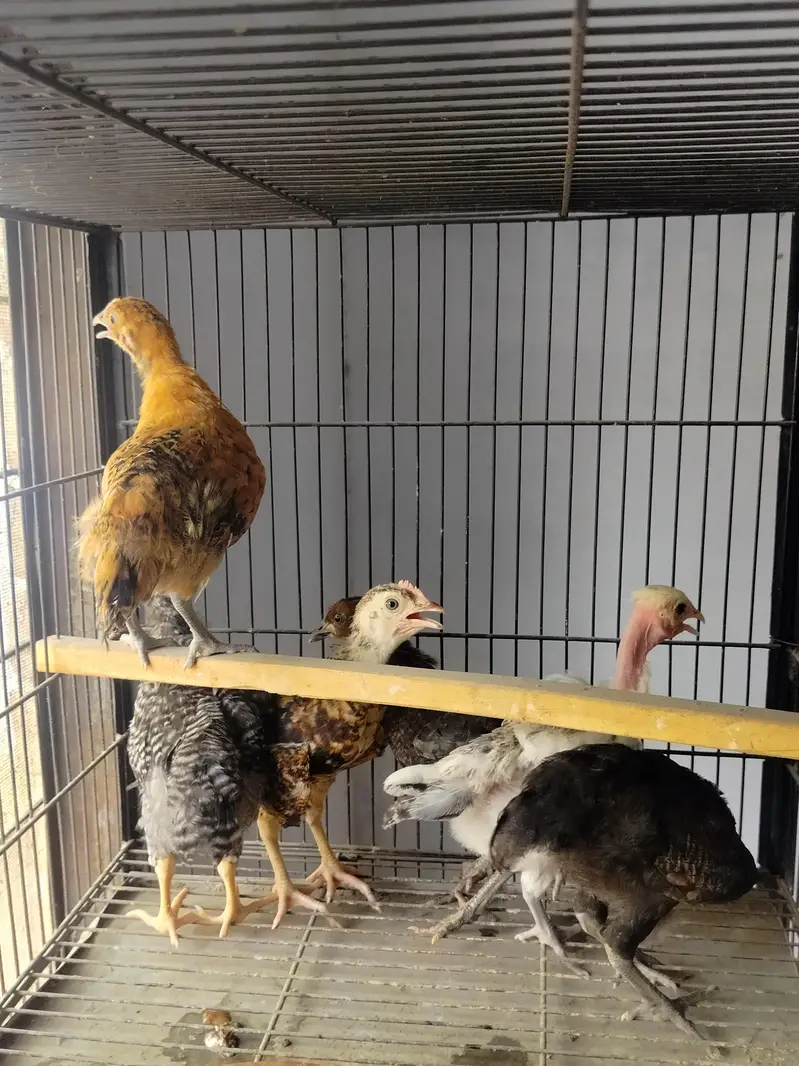 dasi hens — photo 2
