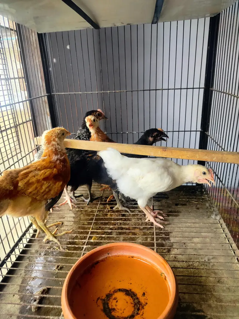 dasi hens — photo 3