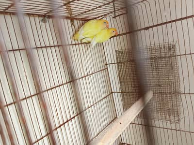 Creamino decino breeder pair 0/3/1/6/0/2/7/8/4/6/2