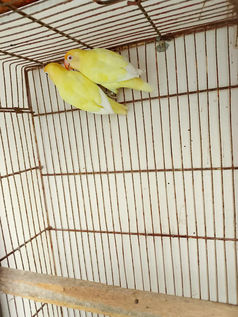 Creamino decino breeder pair 0/3/1/6/0/2/7/8/4/6/2 — photo 2