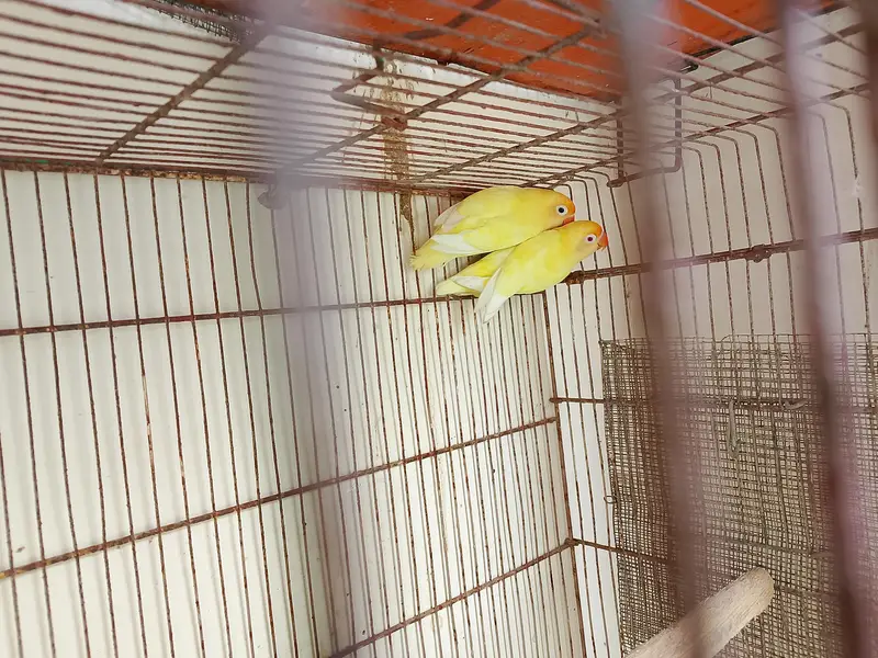 Creamino decino breeder pair 0/3/1/6/0/2/7/8/4/6/2 — photo 3