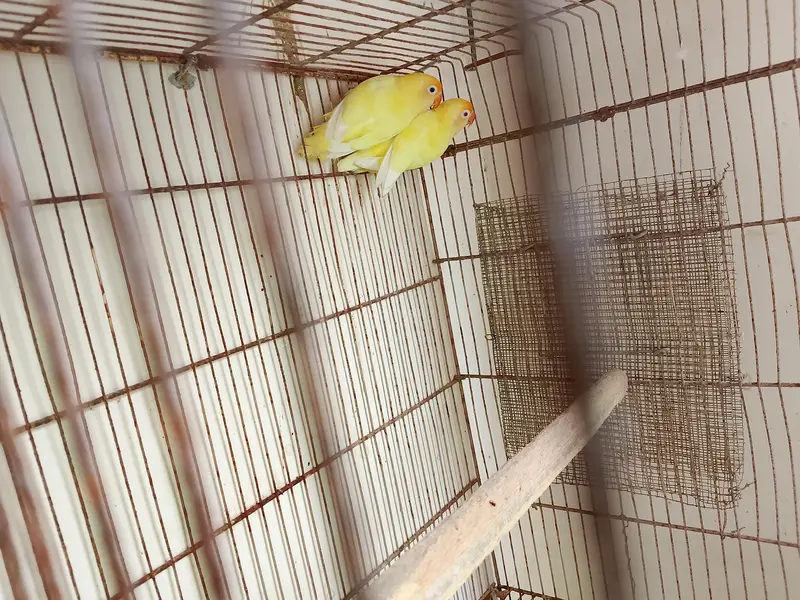 Creamino decino breeder pair 0/3/1/6/0/2/7/8/4/6/2 — photo 4