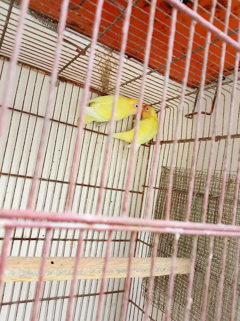 Creamino decino breeder pair 0/3/1/6/0/2/7/8/4/6/2 — photo 5