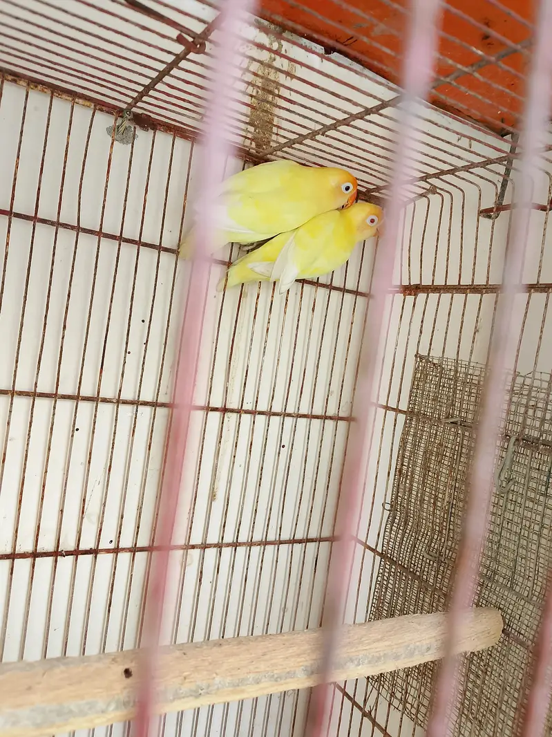 Creamino decino breeder pair 0/3/1/6/0/2/7/8/4/6/2 — photo 6