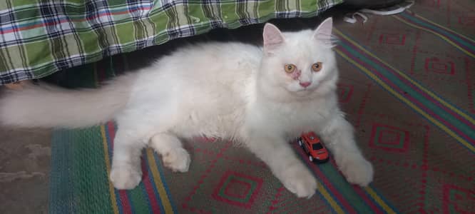 ca cat for sale