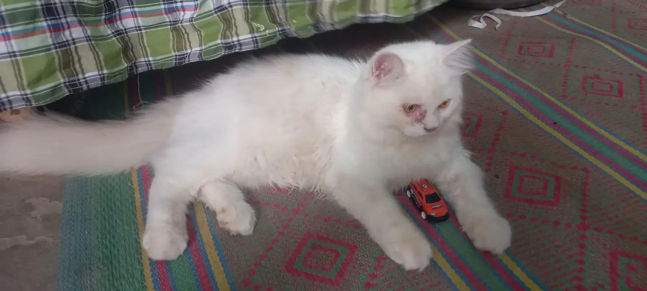 ca cat for sale — photo 2