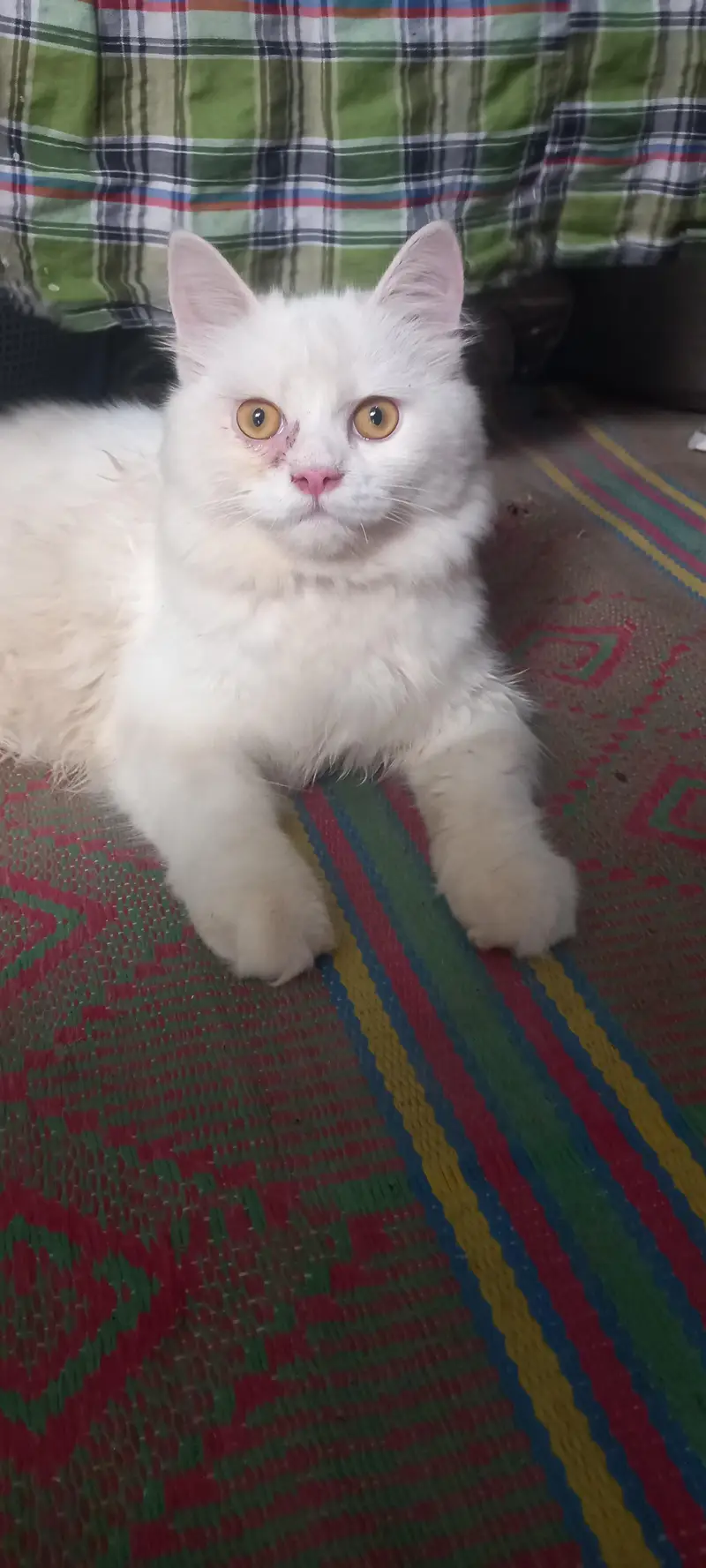 ca cat for sale — photo 3