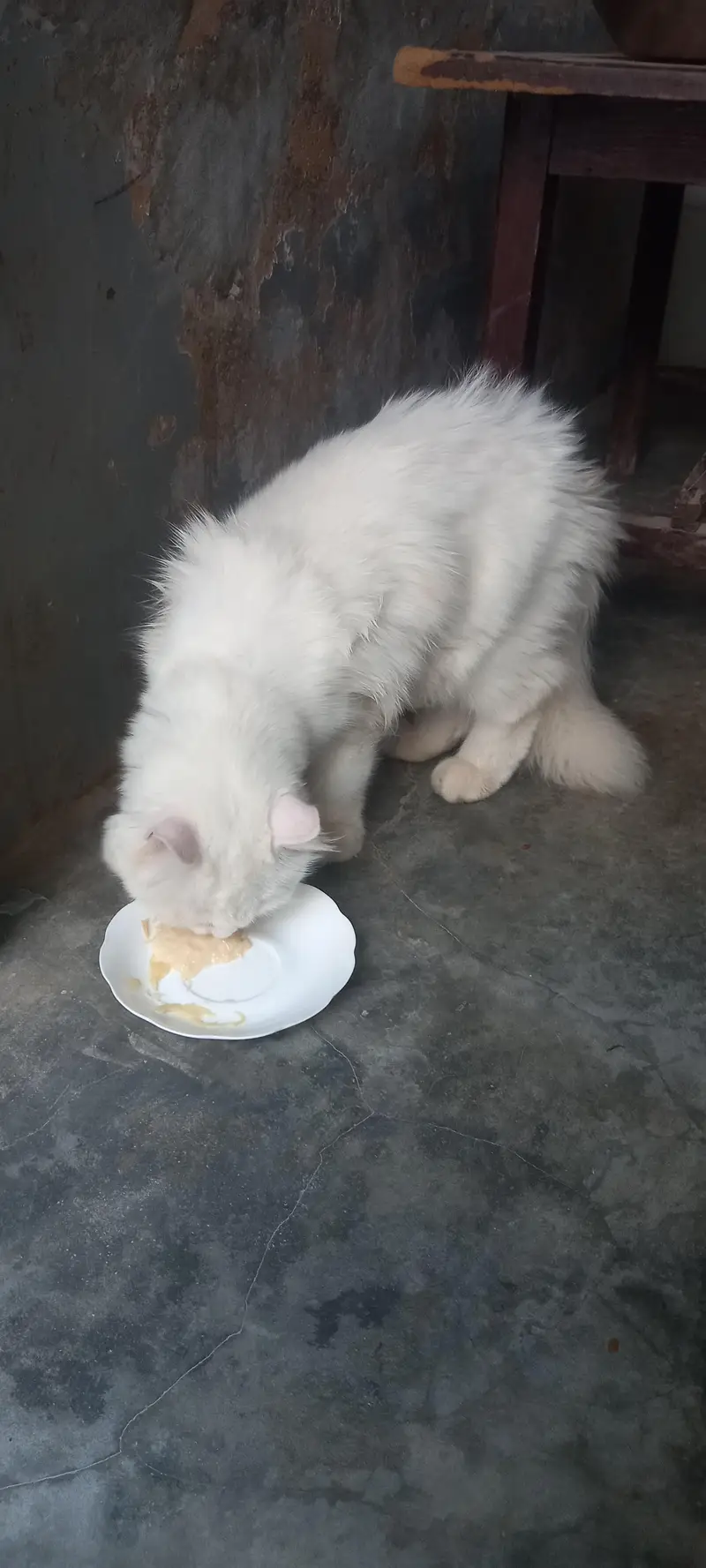 ca cat for sale — photo 4