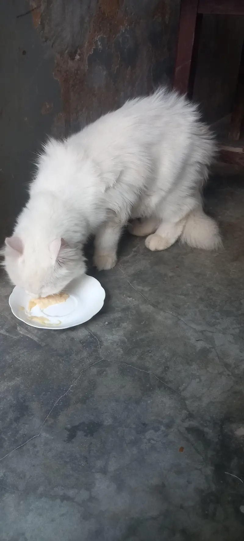 ca cat for sale — photo 5