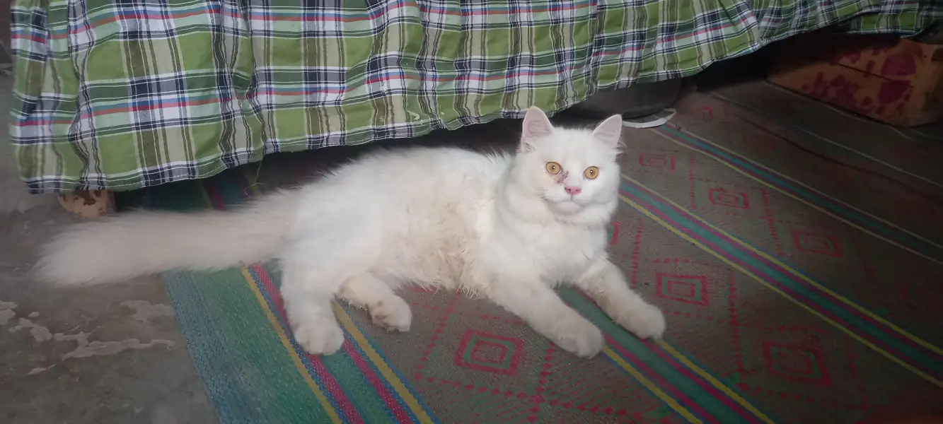 ca cat for sale — photo 6