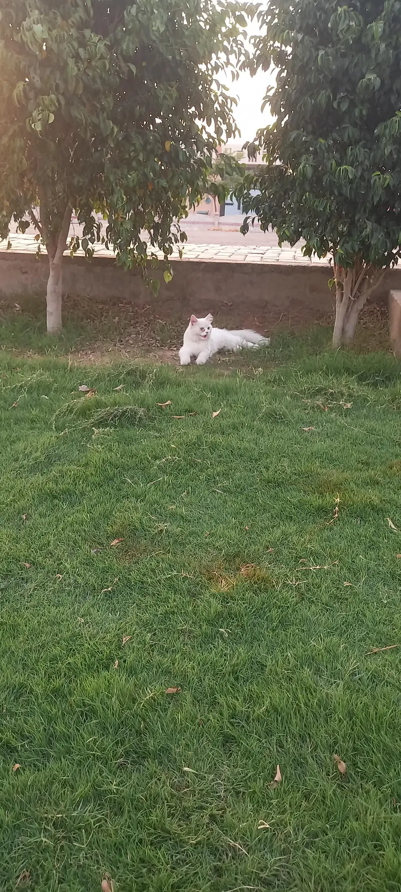 ca cat for sale — photo 7