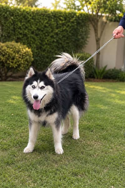 Siberian Husky breeder female