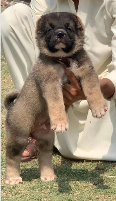 Turkish kangal | kurdish kangal | kangal dog | kangal puppy |kangal
