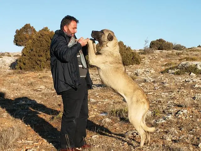 Turkish kangal | kurdish kangal | kangal dog | kangal puppy |kangal — photo 2