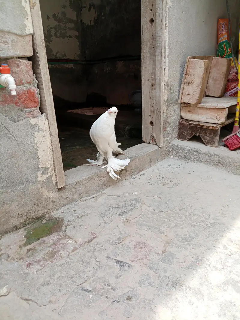 halhti — photo 3