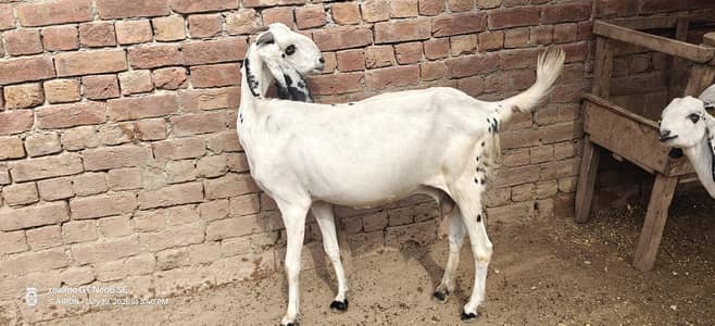 goat white Mukhi chini female