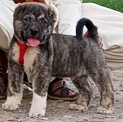 kangal puppy | Turkish kangal | kurdish kangal | kangal dog | kangal