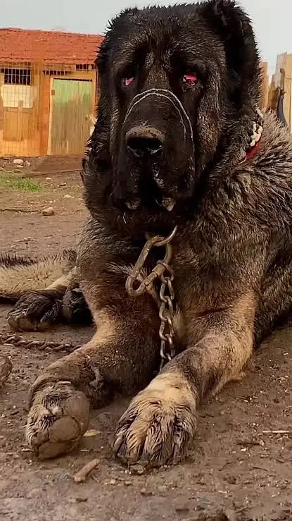 kangal puppy | Turkish kangal | kurdish kangal | kangal dog | kangal — photo 2