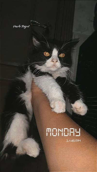 Persian cat tripple coated price ma kami peshi ho jaye gi