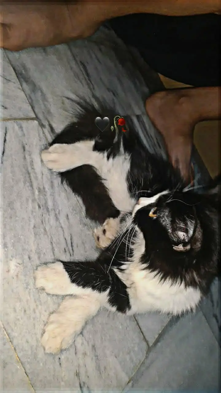 Persian cat tripple coated price ma kami peshi ho jaye gi — photo 2