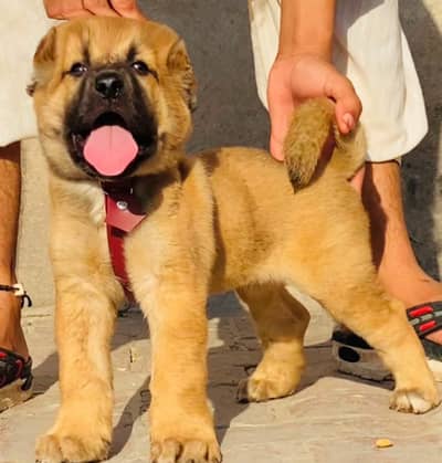 Kangal | pure  Kangal |original Kangal puppy | Turkish kangal dog