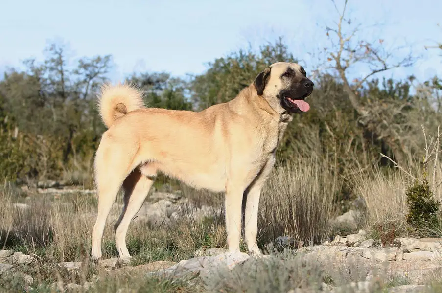 Kangal | pure  Kangal |original Kangal puppy | Turkish kangal dog — photo 2