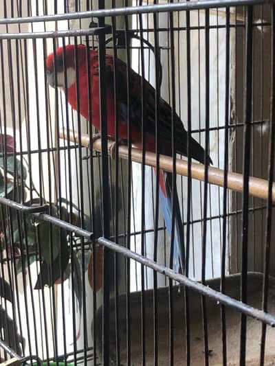 Red Rosella