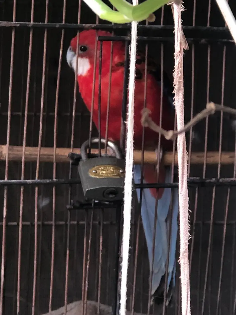 Red Rosella — photo 2