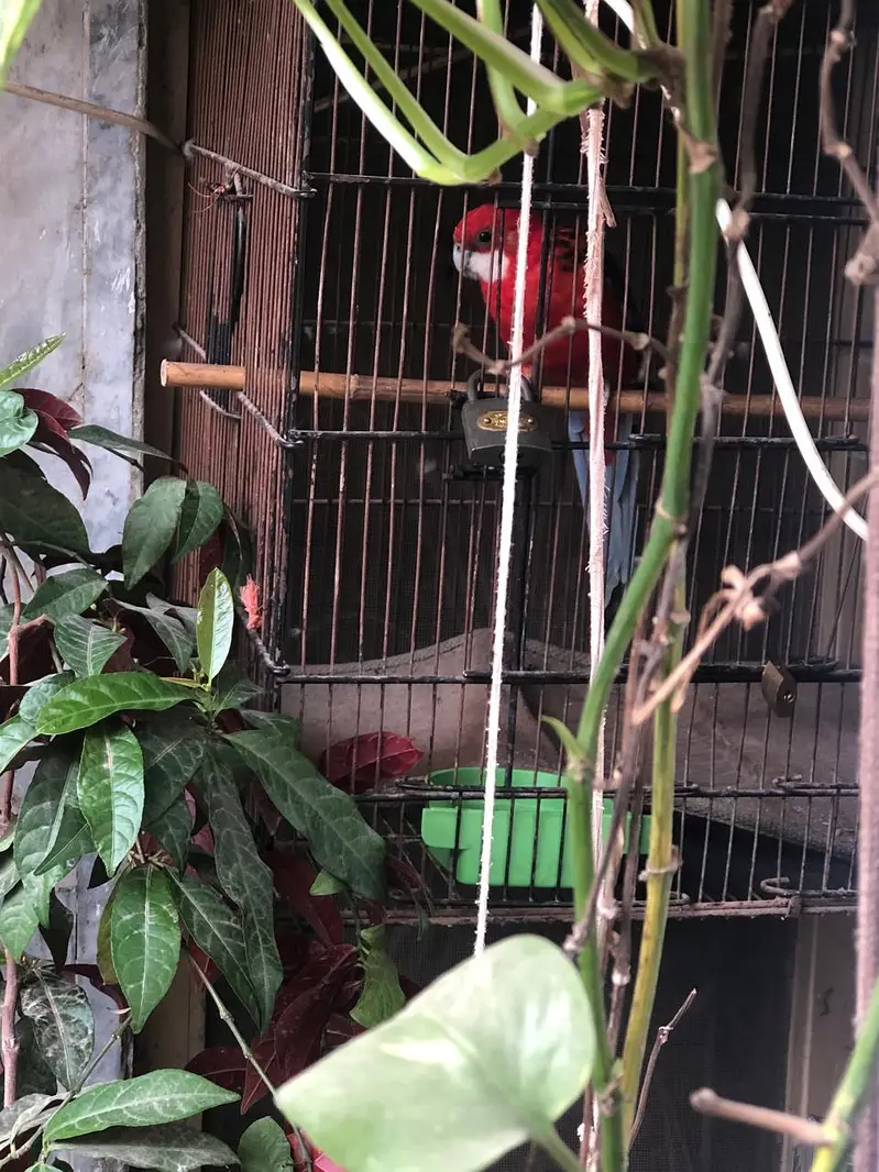 Red Rosella — photo 3